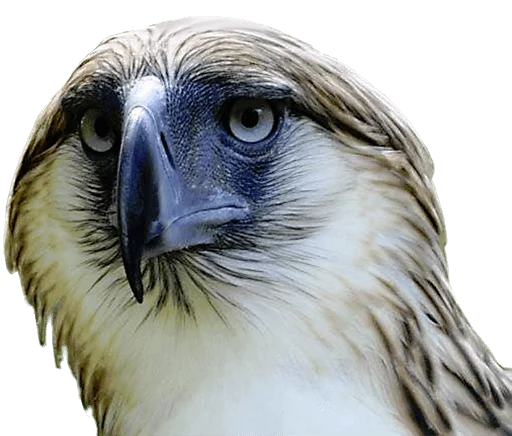 😒 Стикер «birbs» для Telegram