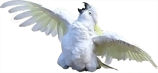 😣 Стикер «birbs» для Telegram