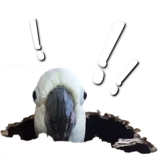 ❗ Стикер «birbs» для Telegram