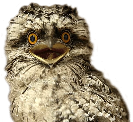 😫 Стикер «birbs» для Telegram