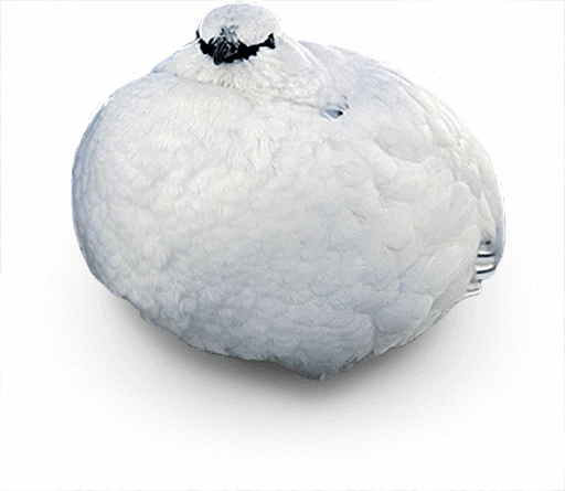 😶 Стикер «birbs» для Telegram