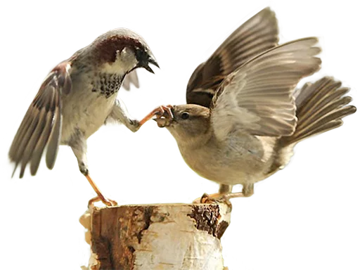 😒 Стикер «birbs» для Telegram