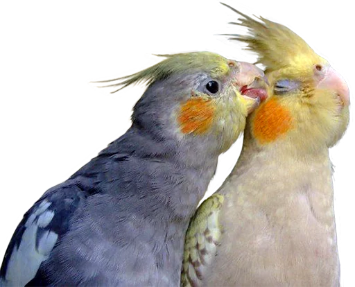 😘 Стикер «birbs» для Telegram