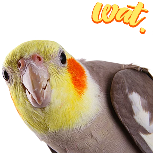 🤔 Стикер «birbs» для Telegram