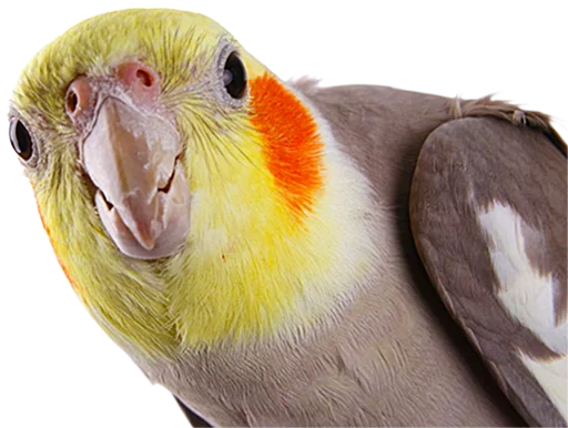 😶 Стикер «birbs» для Telegram