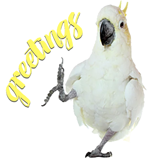 😗 Стикер «birbs» для Telegram