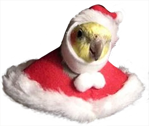❄ Стикер «birbs» для Telegram