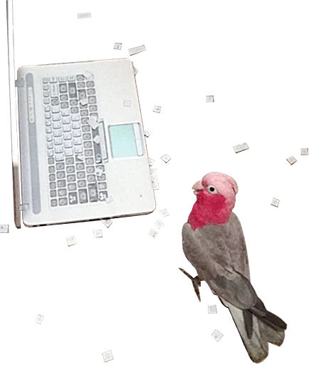 😊 Стикер «birbs» для Telegram