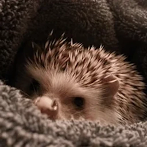 🦔 Стикер «Ёжики» для Telegram