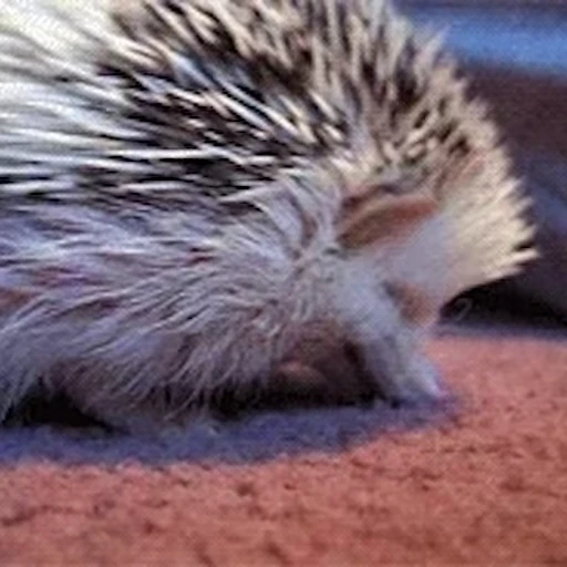 🦔 Стикер «Ёжики» для Telegram
