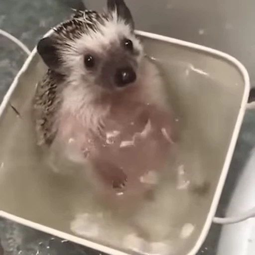🛁 Стикер «Ёжики» для Telegram