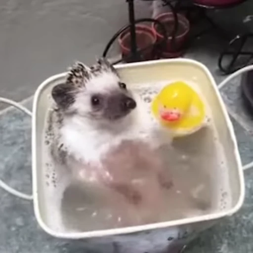 🛁 Стикер «Ёжики» для Telegram