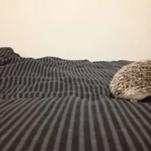 🦔 Стикер «Ёжики» для Telegram