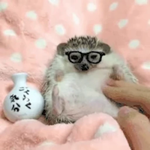 🦔 Стикер «Ёжики» для Telegram