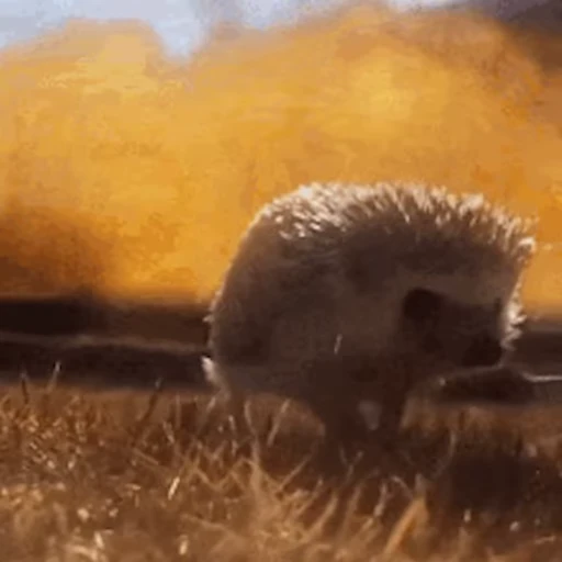 🦔 Стикер «Ёжики» для Telegram