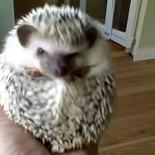 🦔 Стикер «Ёжики» для Telegram