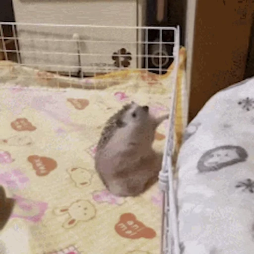 🦔 Стикер «Ёжики» для Telegram