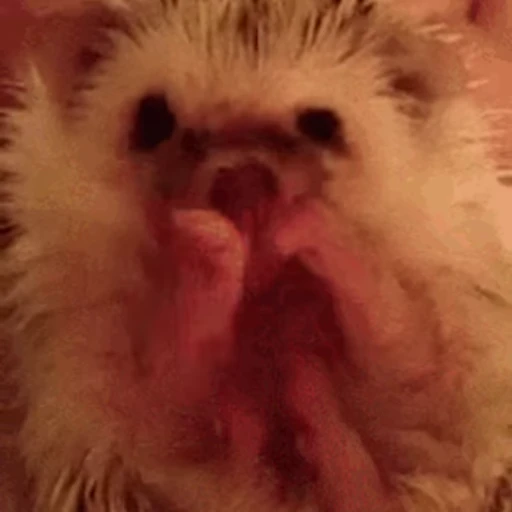 🦔 Стикер «Ёжики» для Telegram