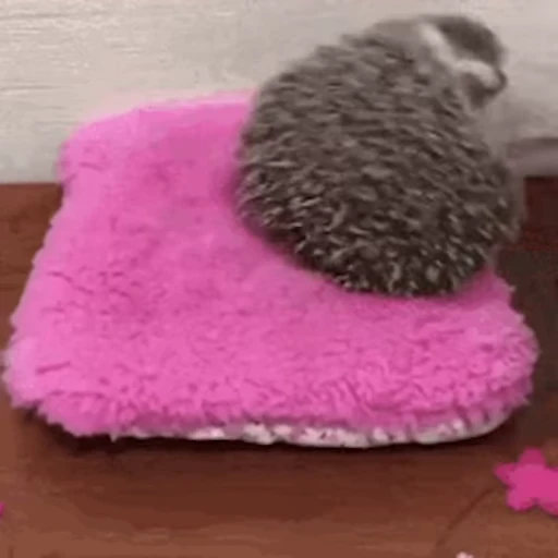 🦔 Стикер «Ёжики» для Telegram