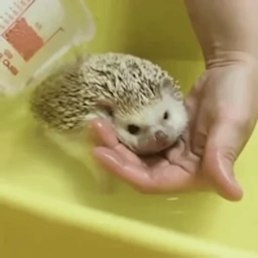 🦔 Стикер «Ёжики» для Telegram