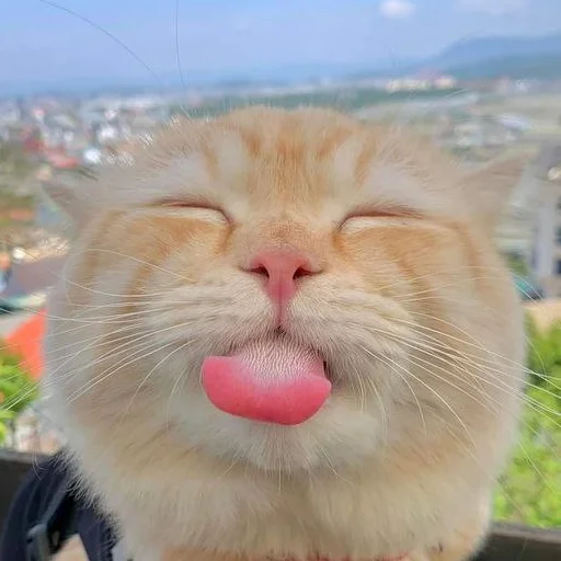 😜 Стикер «раздень девушку -» для Telegram