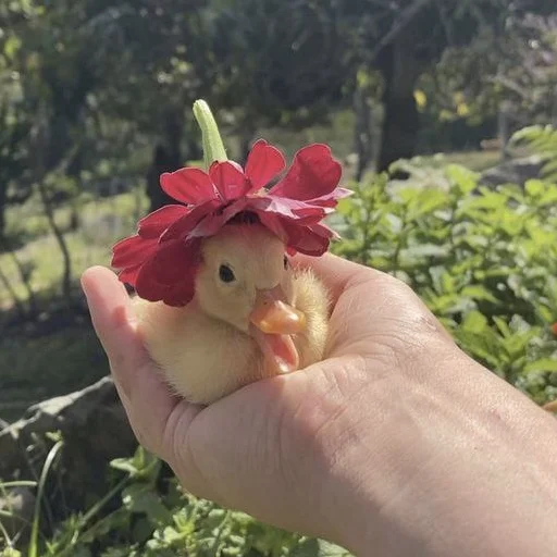 🌸 Стикер «раздень девушку -» для Telegram