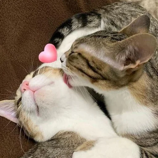 💋 Стикер «раздень девушку -» для Telegram