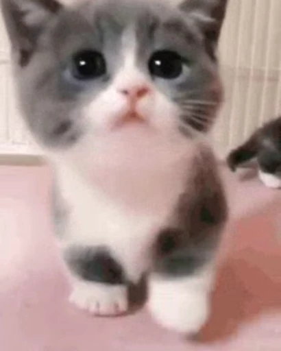 😸 Стикер «Video Favorite stickers» для Telegram