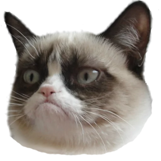 Стикерпак myCats для Telegram