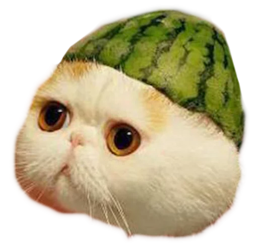 🍉 Стикер «myCats» для Telegram