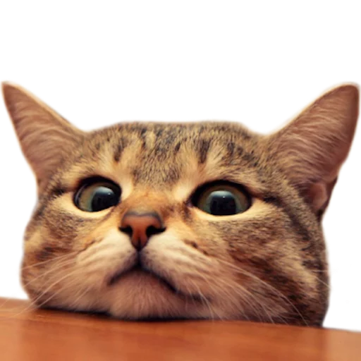 🐱 Стикер «myCats» для Telegram