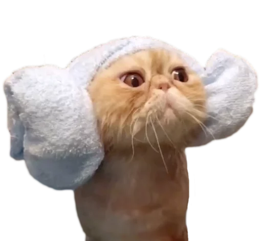 🐱 Стикер «myCats» для Telegram