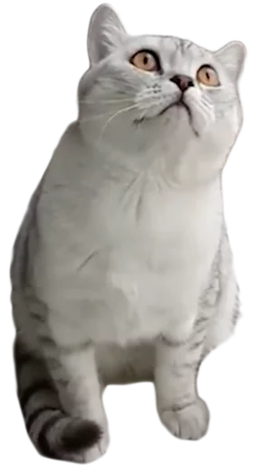 🐱 Стикер «myCats» для Telegram