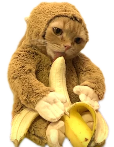 🐱 Стикер «myCats» для Telegram