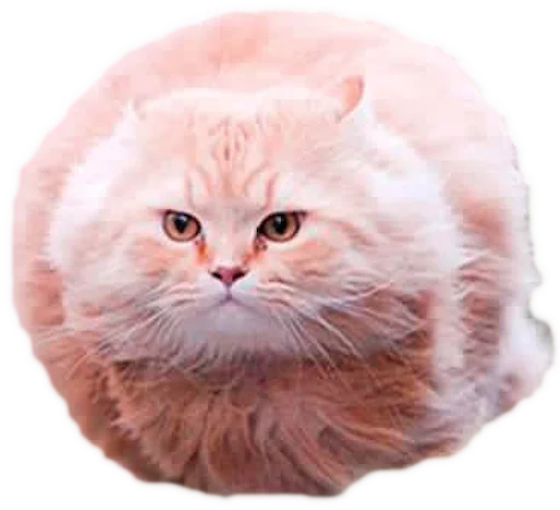 🐱 Стикер «myCats» для Telegram