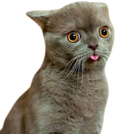 😳 Стикер «myCats» для Telegram