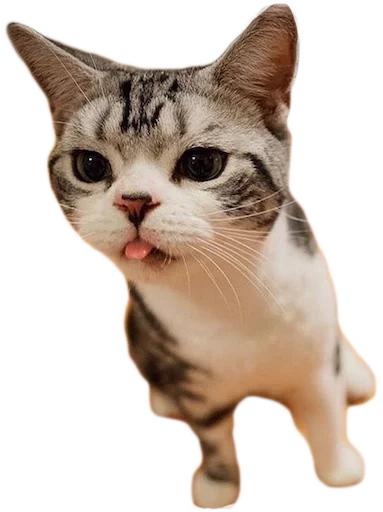 😛 Стикер «myCats» для Telegram
