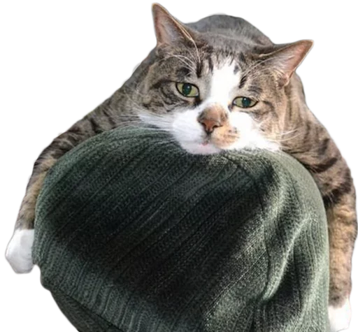 😐 Стикер «myCats» для Telegram
