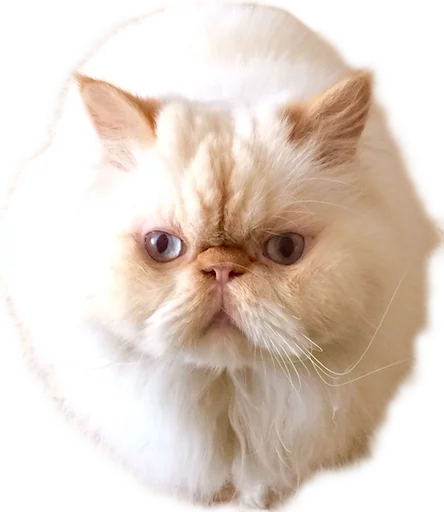 🐱 Стикер «myCats» для Telegram