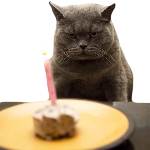 🐱 Стикер «myCats» для Telegram