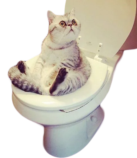 🐱 Стикер «myCats» для Telegram