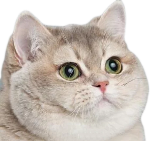 😺 Стикер «myCats» для Telegram