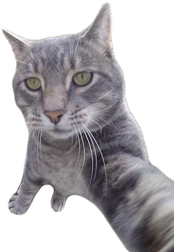 😺 Стикер «myCats» для Telegram