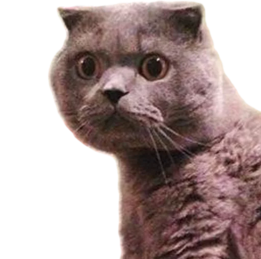 😾 Стикер «myCats» для Telegram