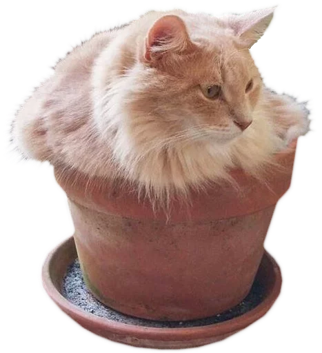 🐱 Стикер «myCats» для Telegram