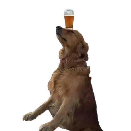 🍺 Стикер «Facchia» для Telegram
