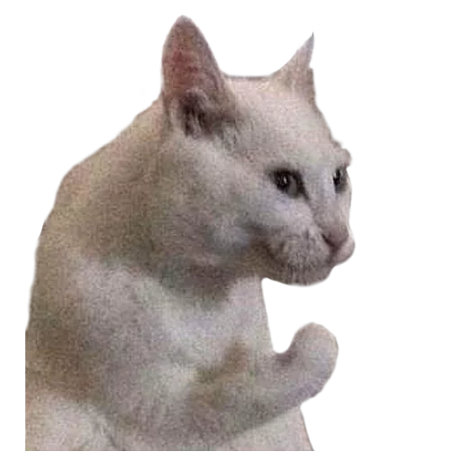 😼 Стикер «Facchia» для Telegram