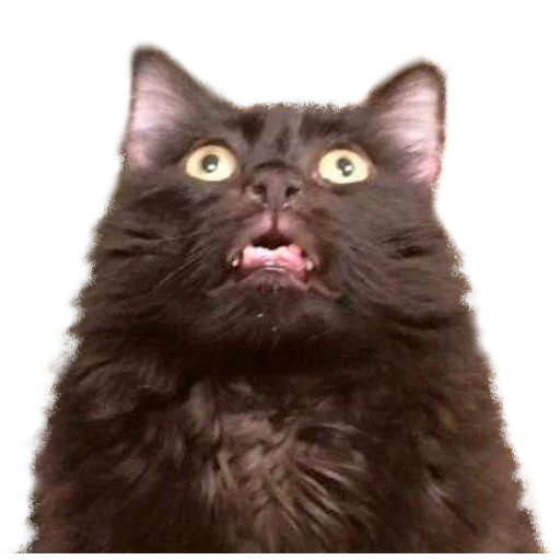 🙀 Стикер «Facchia» для Telegram