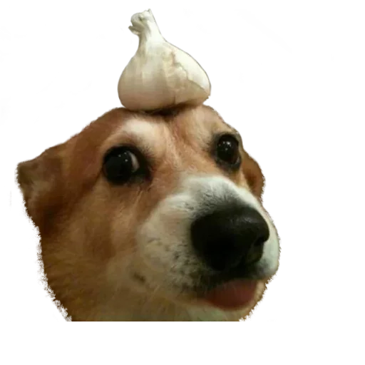 😛 Стикер «Facchia» для Telegram