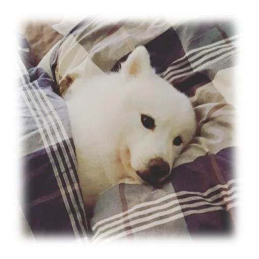 🛌 Стикер «Facchia» для Telegram